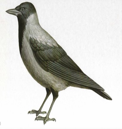 http://dasha46.narod.ru/Encyclopedic_Knowledge/Biology/Animals/Birds/2/Vorona1.jpg
